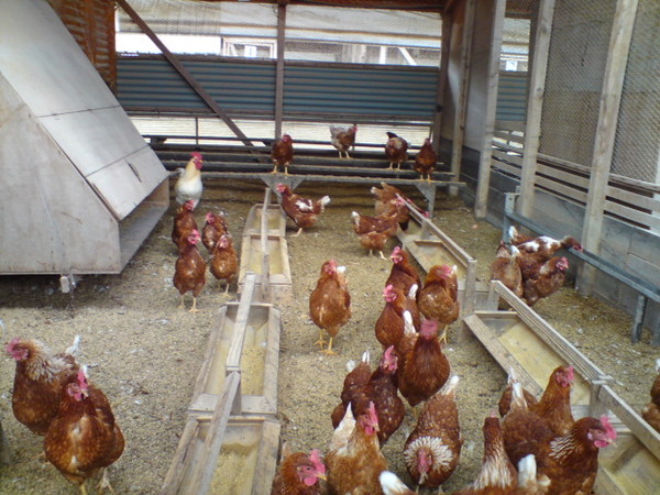 화성 산안마을 닭 농장.
